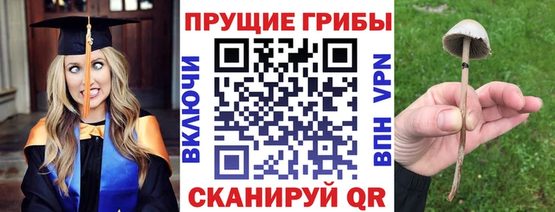закладки  Тайга  Псилоцибиновые грибы GOLDEN TEACHER 